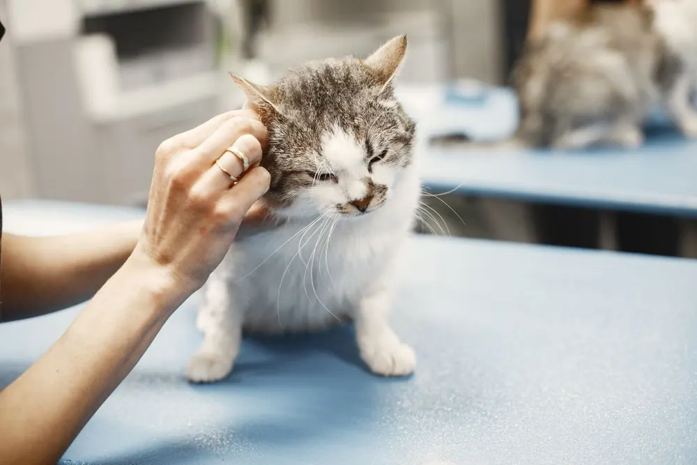 Tabby cat having its ear checked on a consulting table