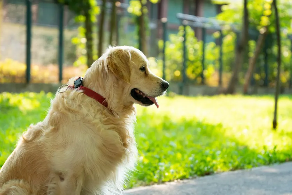 Golden retriever sitting on a sunny lawn